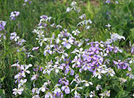 夏日盛放的紫色花朵图片