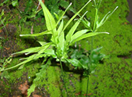 绿色野生植物原创摄影