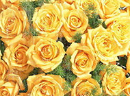 美丽动人的黄玫瑰高清电脑桌面壁纸