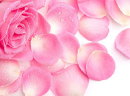 粉玫瑰花瓣高清图片素材