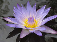 水中的紫色莲花图片