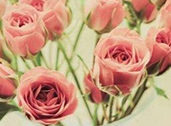 浪漫唯美的玫瑰花卉图片