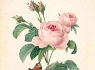 浪漫粉色玫瑰精美素雅风