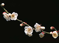 一朵朵白色桃花摄影图片