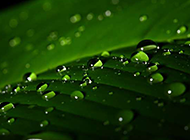 绿色植物上的水珠摄影图片