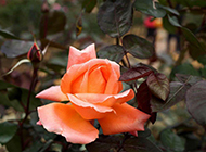 美丽的橙色玫瑰花