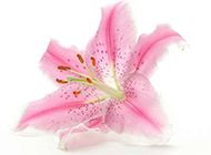 粉色百合花背景素材欣赏
