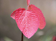 红色树叶背景图片摄影