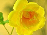 黄玫瑰花图片精选黄色植物背景