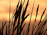 黄昏中的麦穗植物风景桌面壁纸