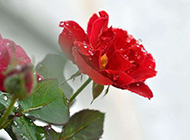一朵玫瑰花唯美非主流意境图