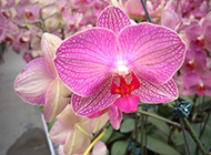 紫蝴蝶花图片摄影素材下载