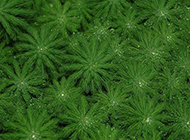 狐尾藻绿色环保植物图片