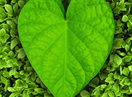 心形叶子绿色植物图片素材