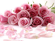 唯美的粉色玫瑰背景图片