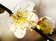 雨后唯美黄色梅花清新春日风景