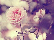 玫瑰花唯美意境图片赏析
