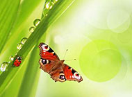 简单蝴蝶与水珠背景图片