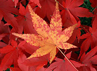 秋天枫叶壁纸鲜红夺目