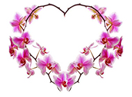 紫蝴蝶花图片清新鲜花素材分享