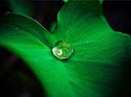 绿色荷叶上的水滴清新植物图片素材