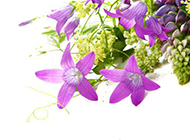 淡紫色鲜花背景素材