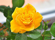 一朵盛开的黄玫瑰图片