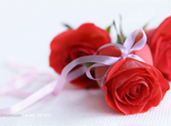 艳丽的红玫瑰高清图片