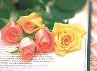 浪漫情人节玫瑰花和书本图片