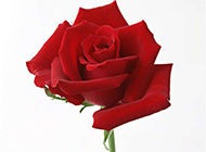 一枝鲜艳的红玫瑰素材