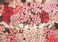 浪漫唯美玫瑰花束精美图片大全