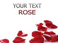 散落的红玫瑰花瓣背景素材