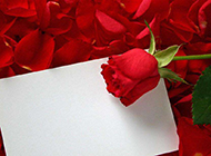 十分鲜艳的红玫瑰卡片