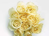 眉目娇羞的黄玫瑰花瓣图片