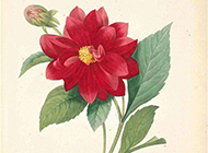 植物图片素描优雅红色玫瑰花壁纸