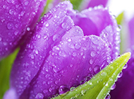 雨后郁金香浪漫自然植物风景美图