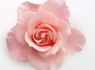 粉玫瑰花唯美背景图片素材