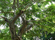 枝叶茂密的大树摄影图片