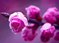 粉红花蕾含苞待放高清背景图片