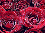 红玫瑰背景素材娇艳欲滴