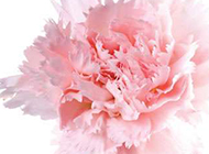 一枝淡香的粉红康乃馨图片