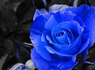 一枝蓝色玫瑰花摄影图片