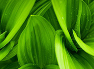 绿叶植物下雨天清新背景图片