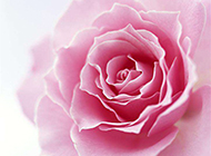 粉玫瑰花微距高清摄影图片壁纸