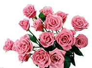 娇艳的粉玫瑰高清图片