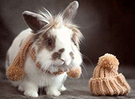 小兔子可爱宠物萌图精选
