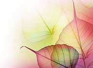 美丽幻彩的透明树叶图片素材