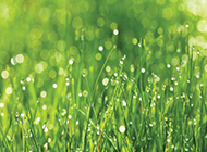 雨后的草地桌面背景图片