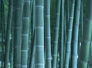 四季青翠的竹子图片