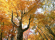 秋天金黄迷人的枫树摄影图片